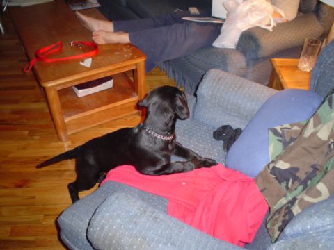 1981 Ford Bronco - taking a moment to stop terrorizing mommy while she is doing crafts on the couch.