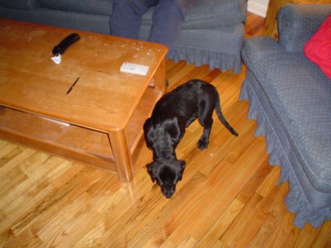 1981 Ford Bronco - A black dog sniffing a hardwood living-room floor beside a wooden coffee table and blue upholstered sofa; no vehicle or vehicle part is vis…