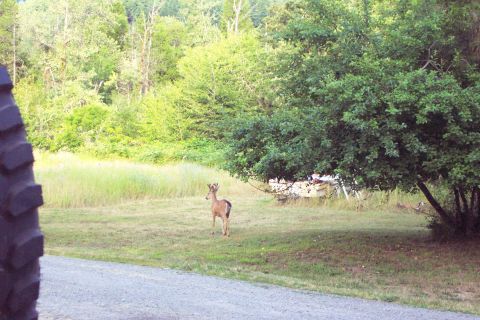 1996 Ford Bronco - Okay so I’m out side futzing about the truck this evening when this buck, still in velvet, walks up just across the road not but about 20 f…