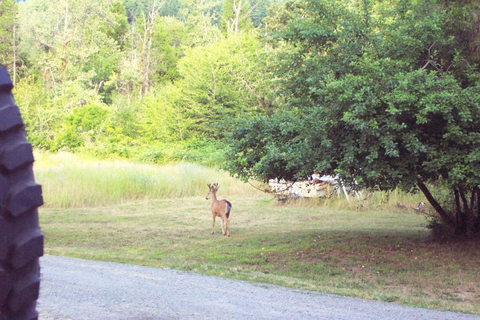 Okay so I’m out side futzing about the truck this evening when this buck, still in velvet, walks up just across the road not but about 20 feet from me at my 4 o’clock.  Camera is in the truck and if I move it’ll spook him.  So I gawk at him and he gawks at me for a few seconds then slowly continues on his way.  Soon as he disappears behind the corner of the truck I get the camera and take this picture at probably 40 feet.  I just missed snapping it with him looking right at me. (7/3/2004)