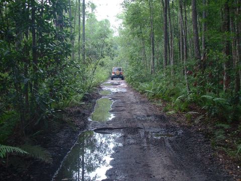 1995 Ford Bronco - A Jeep Wrangler navigates a wet and muddy path surrounded by tall trees.