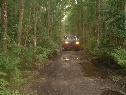 1995 Ford Bronco - A 1995 Ford Bronco navigates a wet, dirt path through a dense forest.