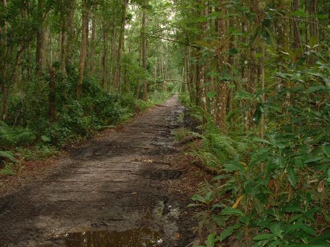 1995 Ford Bronco - A muddy path winds through a dense forest, showing evidence of recent vehicle passage.