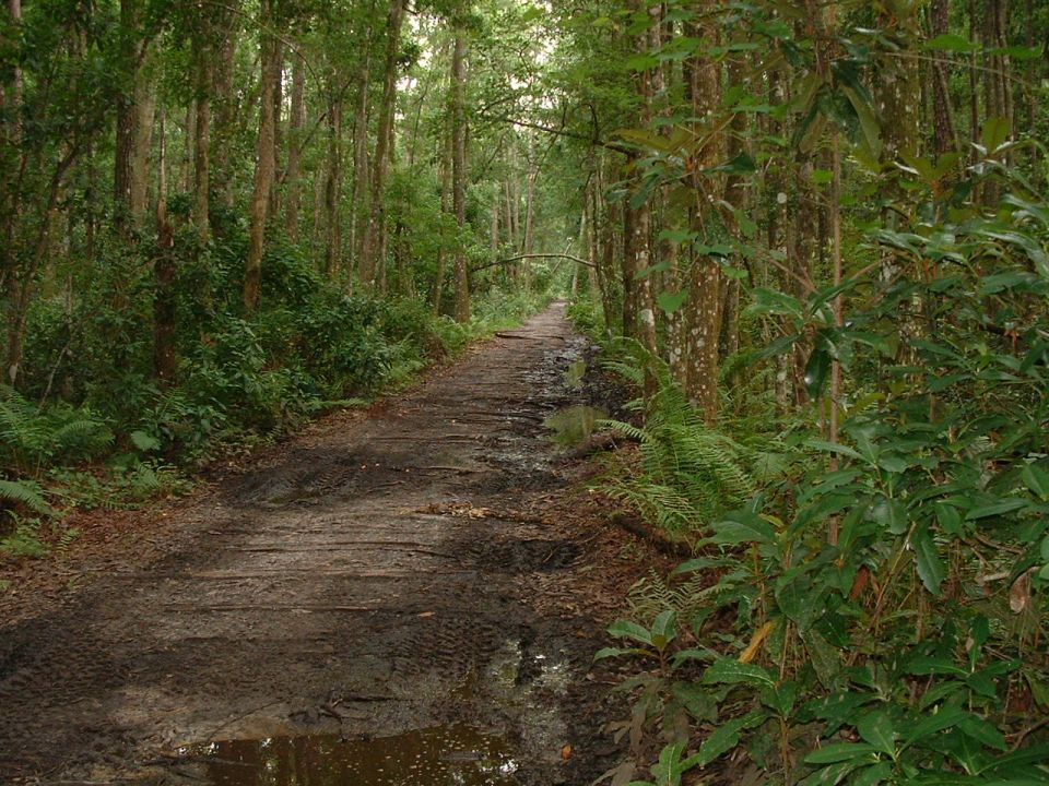 Dirt road through a forest with puddles and tire tracks