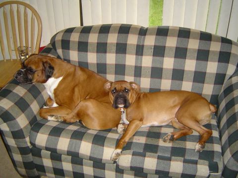 1989 Ford Bronco - More dogs