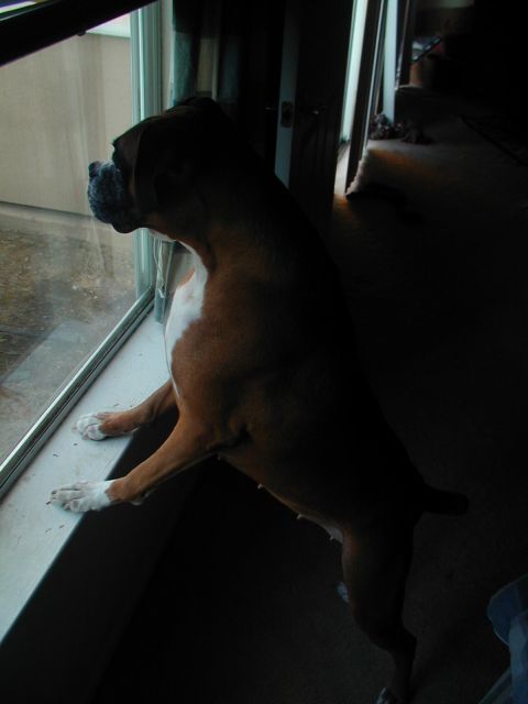 1988 Ford Bronco - A boxer dog sits on a windowsill, gazing out the window.