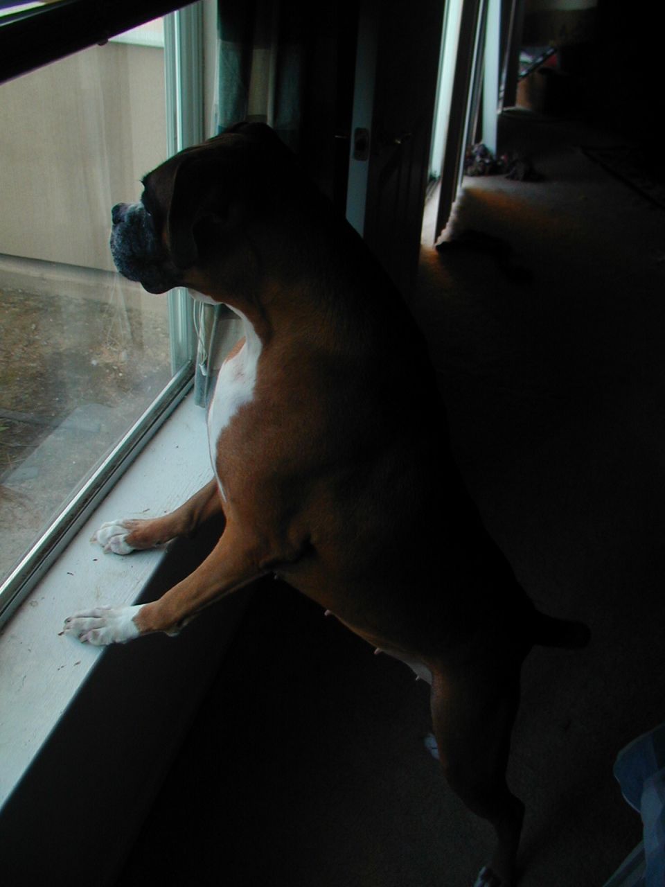 Boxer dog on windowsill looking outside