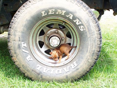 1983 Ford Bronco - My cousin's dog.