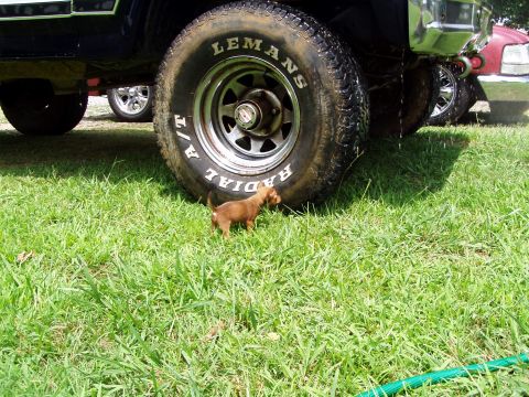 1983 Ford Bronco - My cousin's dog again.