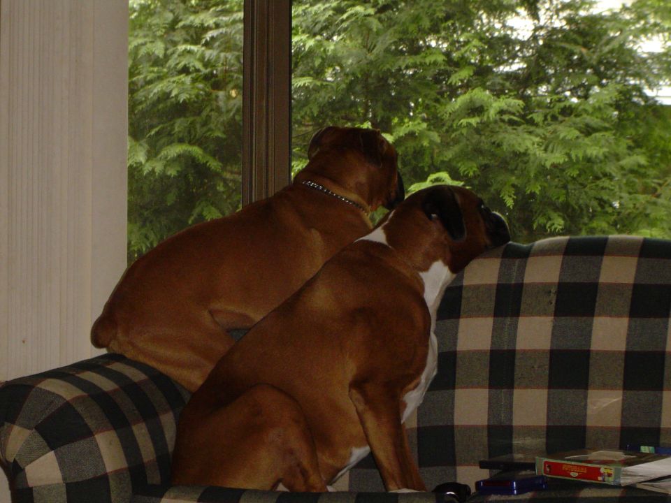 Window lookers