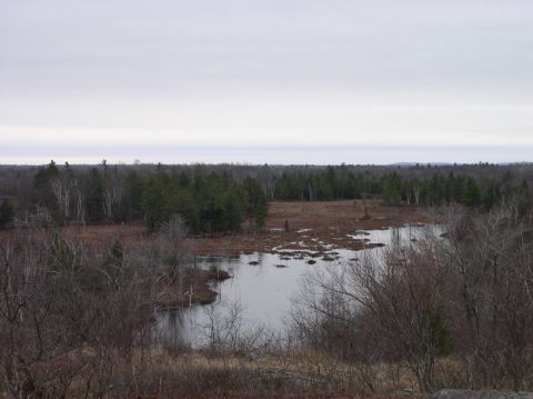 1980 Ford F-100 - A wide view of a marshy landscape under a cloudy sky, with trees in the background.