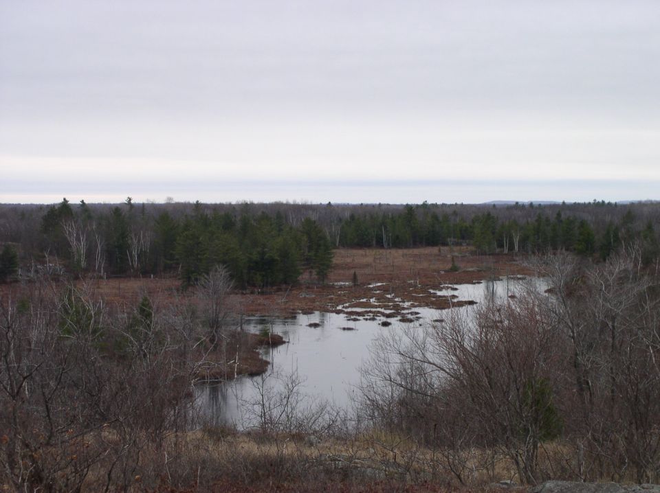 overcast sky over a marshy area with trees and water