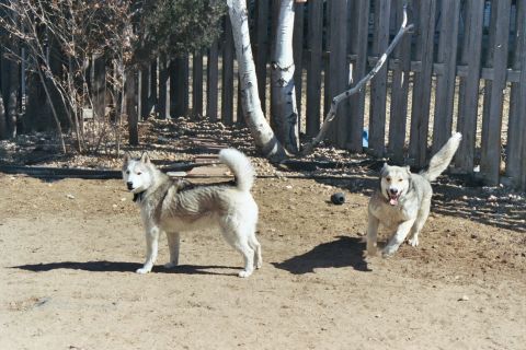 1993 Ford Bronco - Two husky dogs are in a fenced yard with trees and a wooden fence.
