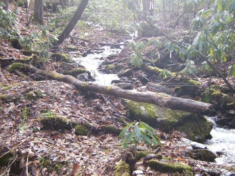 1995 Ford Bronco - A tranquil forest scene features a flowing stream, moss-covered rocks, and a fallen log spanning the water.