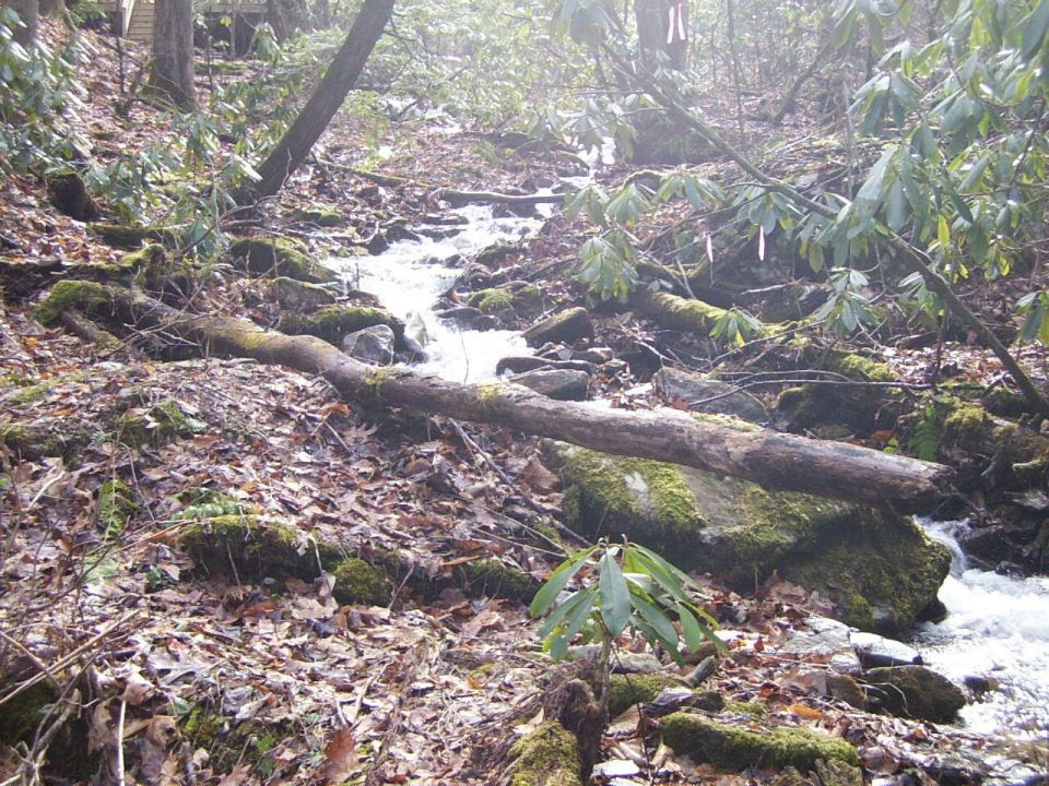 Forest stream with fallen log and mossy rocks