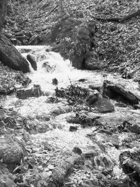 1995 Ford Bronco - A woodland stream cascades over mossy rocks and fallen leaves, captured in a black and white photograph.