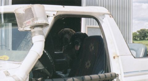 1980 Ford Bronco - Of course, once one dog was up there, the other one wanted to be too.