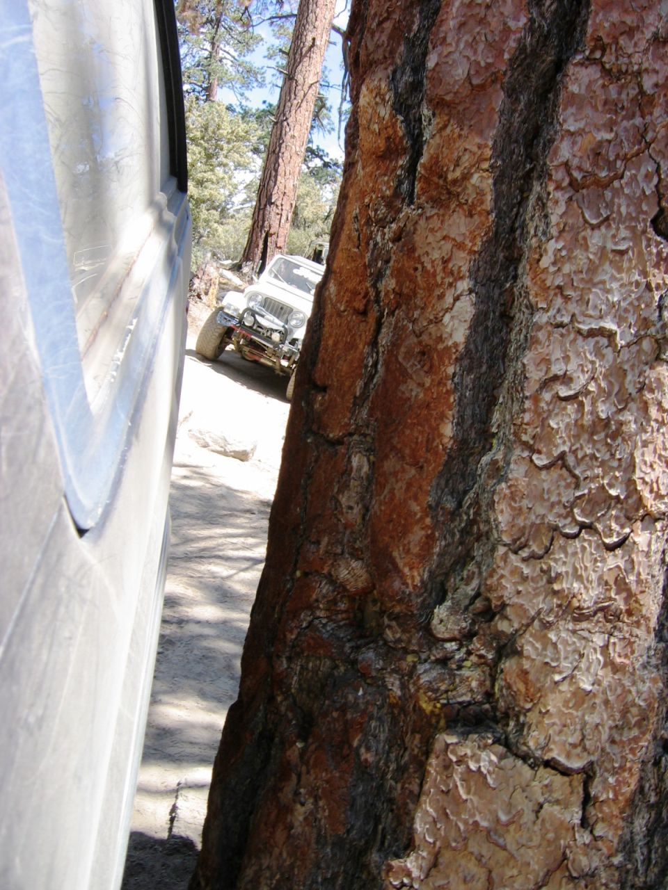 View through a narrow gap by a tree trunk to a truck on a pine trail