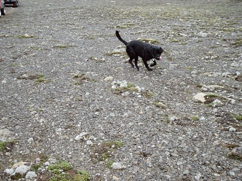1996 Ford Bronco - A black dog runs across a rocky, barren landscape.