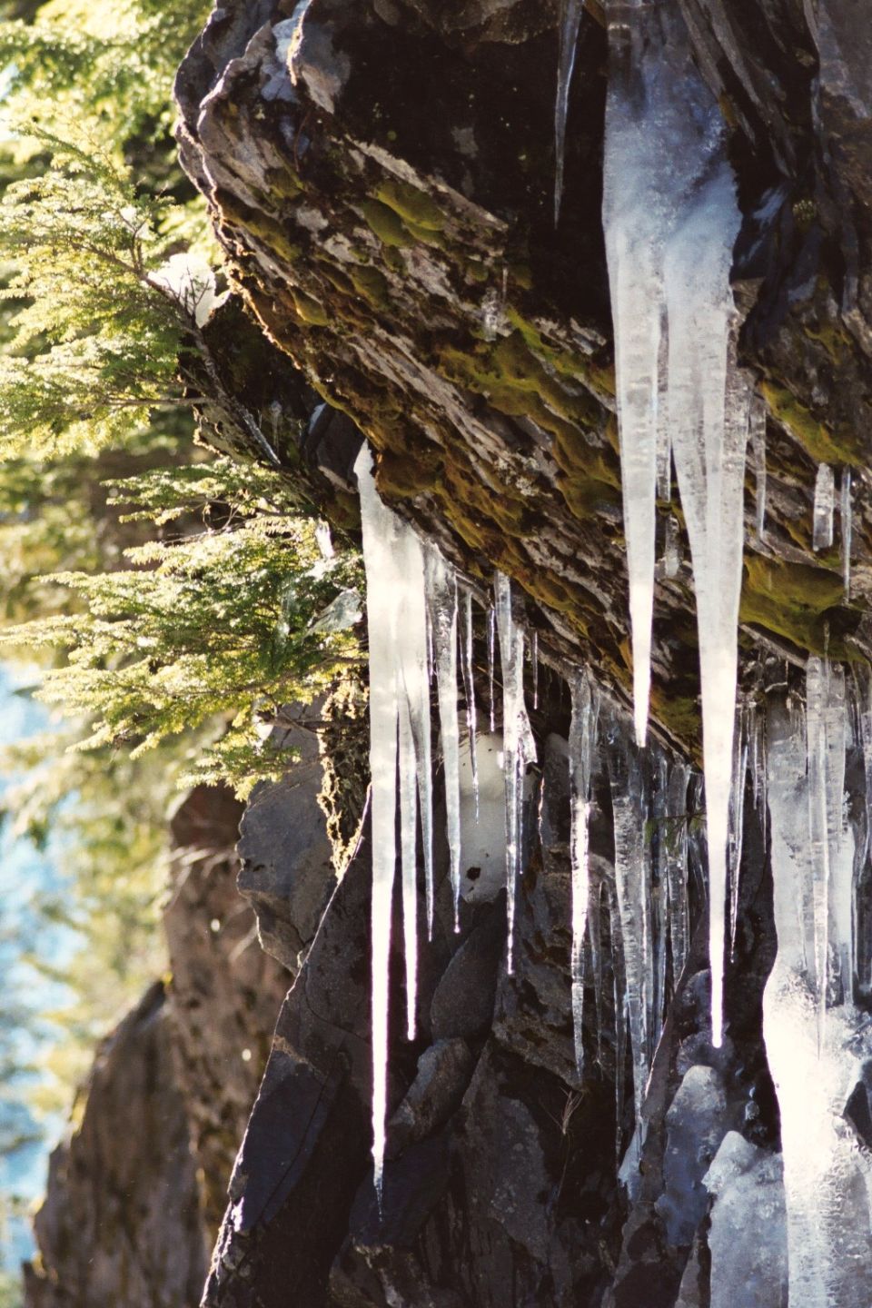 Icicles hanging from a moss-covered rock outcrop near evergreen branches