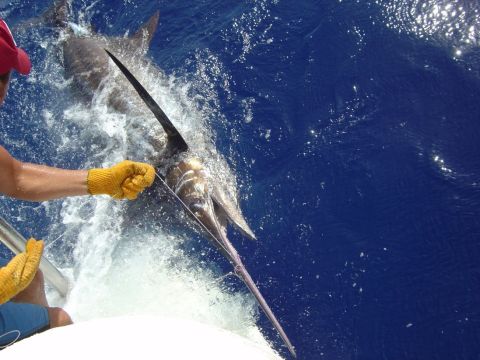 1993 Ford Bronco - A marlin is being pulled from the deep blue sea by a person wearing yellow gloves on a boat.