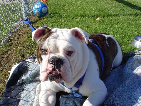 1993 Ford Bronco - English Bulldog resting on a blanket in a grassy area with a soccer ball nearby.