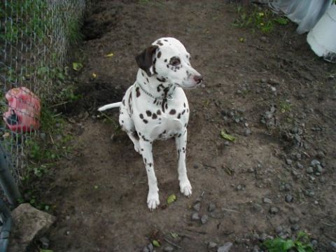 1997 Ford Taurus - A Dalmatian dog sits patiently in an outdoor area with a dirt ground and a chain-link fence.