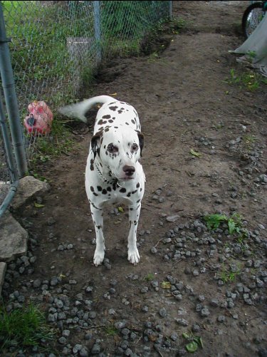 1997 Ford Taurus - A Dalmatian dog stands on a dirt path, with a pink gas can and a bicycle wheel visible in the background.