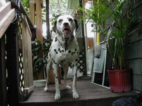1997 Ford Taurus - A Dalmatian dog stands on a wooden deck, surrounded by potted plants and a mop.