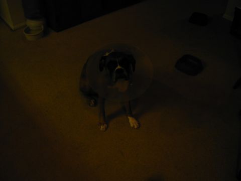 1988 Ford Bronco - A dog wearing a cone collar sits on a wooden floor in a dimly lit room.