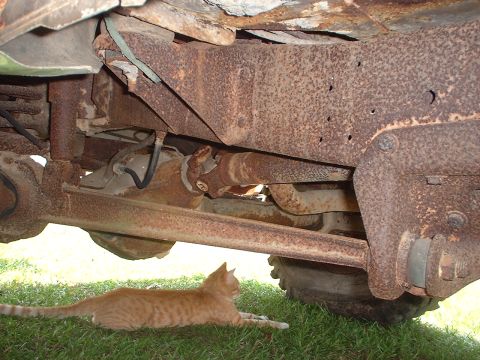 1976 Ford F-150 - An orange cat lounges on the grass beneath the heavily corroded undercarriage of a truck.