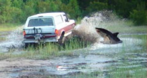 1993 Ford Bronco - This 1993 Ford Bronco is navigating a muddy, watery terrain, encountering a shark.