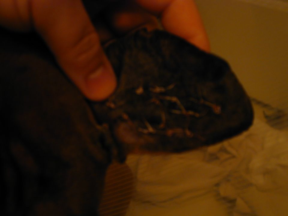 Dog's ear with visible veins and fur detail
