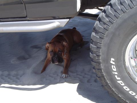 1989 Ford Bronco - Cassius finds some shade