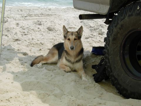 1995 Ford Bronco - A dog rests on a sandy beach beside a vehicle's tire and exhaust pipe, with the ocean in the background.