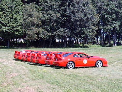 2000 Ford Mustang - Multiple red Ford Mustangs are lined up on a grassy field with a line of trees behind them.