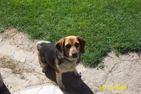 1996 Ford Bronco - My Beagle Sarah