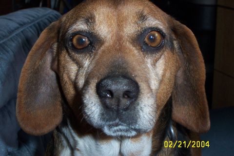 1996 Ford Bronco - A beagle's face fills the frame, with its large brown eyes and floppy ears prominent.