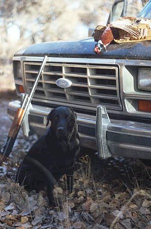 1984 Ford Bronco photo