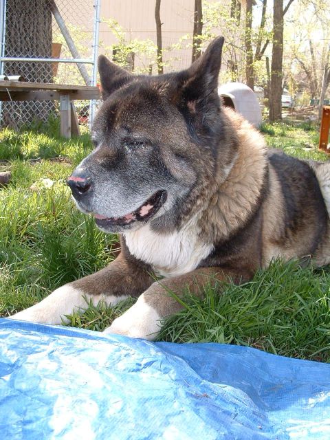 1979 Ford Bronco - A large Akita dog rests on a grassy lawn, with a blue tarp in the foreground and a fence in the background.