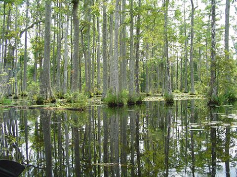 1979 Ford Bronco - A swampy area with tall cypress trees and their reflections in the water.