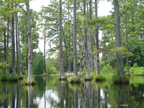 1979 Ford Bronco - A swamp scene with cypress trees and a small building reflected in the water.