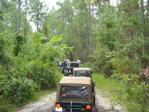 1993 Ford Bronco - Several Jeeps drive in a convoy down a sandy path surrounded by dense green foliage and tall pine trees.