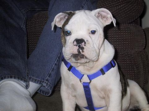 1993 Ford Bronco - Puppy in blue harness with blue eyes and brown markings on face.