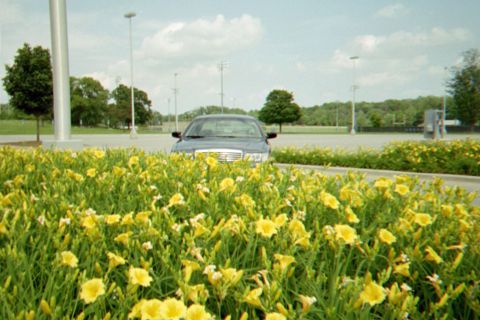 1998 Ford Crown Victoria - A dark sedan is partially obscured by a dense patch of yellow flowers in a parking lot.