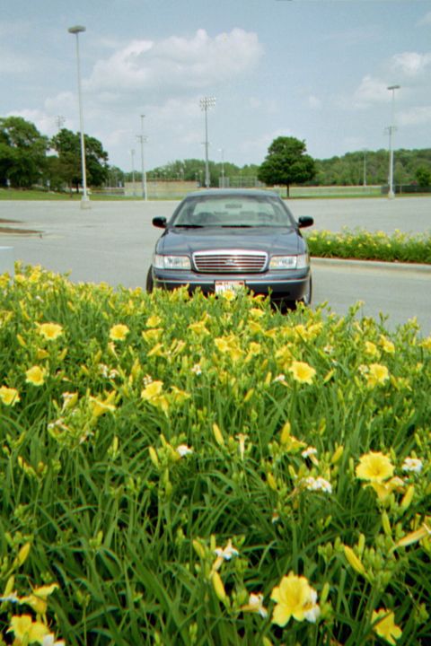 1998 Ford Crown Victoria - A dark sedan, identified as a 1998 Ford Crown Victoria, is viewed from the front, partially obscured by yellow flowers.