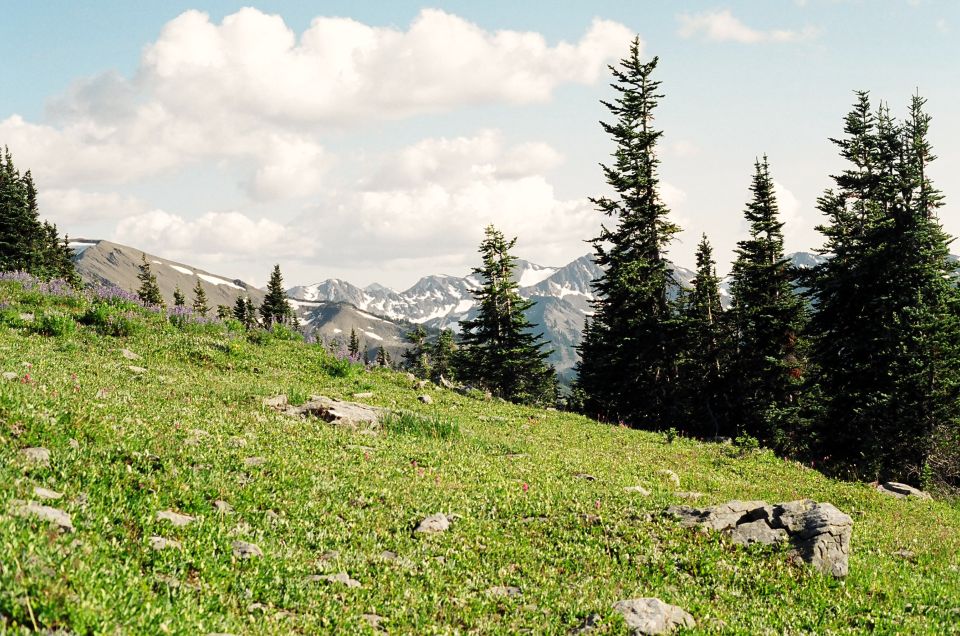 Alpine meadow with wildflowers and conifers overlooking snow-dusted mountain peaks