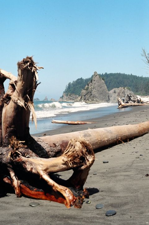 1979 Ford Bronco - Driftwood tree in seascape