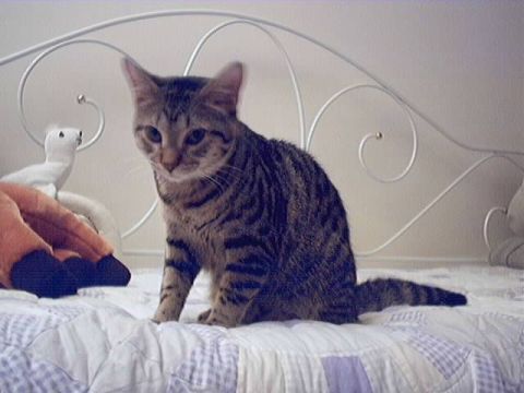 1998 Ford Taurus - A tabby cat sits on a bed next to a stuffed toy and a hand reaching out.