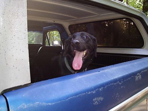 1978 Ford Bronco - A black Labrador sits in the rear tub of a blue truck-style SUV with the removable hardtop in place, panting over the weathered blue bedsid…